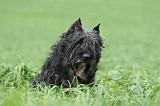 BOUVIER DES FLANDRES 375